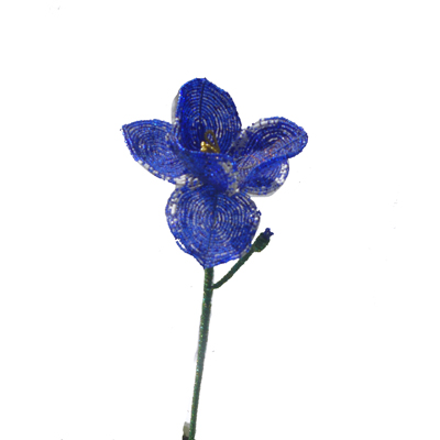 Iris blue